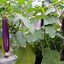 Image result for Aquaponic Vertical Vegetable Garden