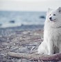 Image result for iPhone Wallpaper Samoyed