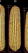Image result for Maize Heterosis