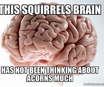 Image result for Squirrel Brain Meme