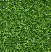Image result for Green Tree Texture Seamless