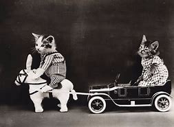 Image result for Funny Vintage Cat