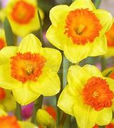 Image result for Narcissus Coral Crown