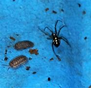 Image result for Black Spider 4 Dots