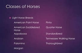 Image result for Light Horse Breeds