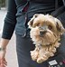 Image result for Purse Dogs