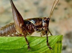 Image result for Spider Cricket