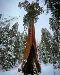 Image result for General Grant Tree