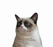 Image result for White Cat Meme