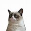 Image result for Bubbles Cat Meme