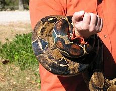 Image result for constrictor