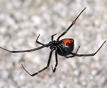 Image result for Black Widow Mimic Spider