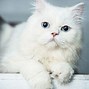 Image result for White Long Hair Cat Blue Eyes