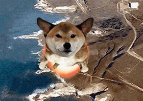 Image result for Flying Dog with Ball Meme