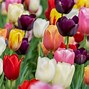 Image result for 4K Wallpaper Nature Flowers