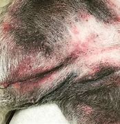 Image result for Dog Allergy Skin Rash