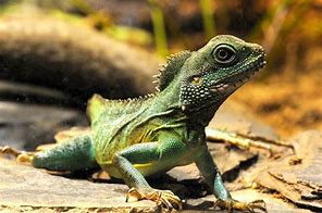 Image result for Chinese Water Dragon Pet