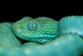 Image result for Le Serpent Atheris