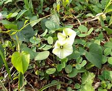 Image result for Ipomoea Obscura