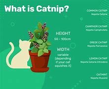 Image result for Cat Cartel Catnip