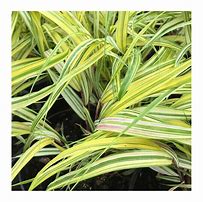 Image result for Hakonechloa macra Naomi