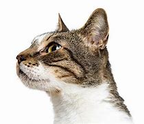 Image result for White Cat Face Side View
