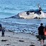 Image result for Whale Carcass