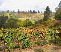 Image result for Wineries in Placerville CA Area