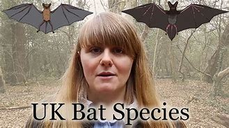 Image result for Bats in England