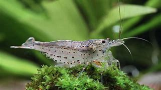 Image result for Red Amano Shrimp
