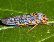 Image result for co_oznacza_ziphiidae