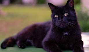Image result for Cute Black Cat Desktop