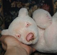 Image result for Albino Panda Bear