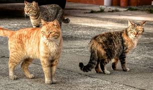 Image result for Pating Stray Cat