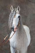 Image result for White Adalucian Horse