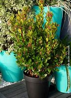 Image result for Arbutus unedo ROSELILY