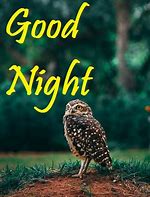 Image result for Good Night Birds