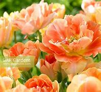 Image result for Tulipa Charming Beauty