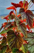 Image result for Begonia sinensis
