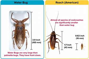 Image result for Difference Between Water Bugs and Roaches