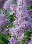 Image result for Spiraea x billardii