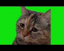 Image result for Sad Cat Meow