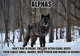 Image result for Alpha Wolf Meme Image