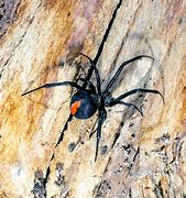 Image result for Redback Spider North Carolina