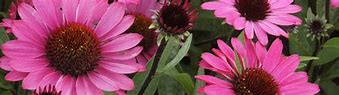 Image result for Echinacea purpurea Summer Sky ®