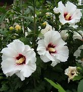 Image result for Hibiscus syriacus Red Heart
