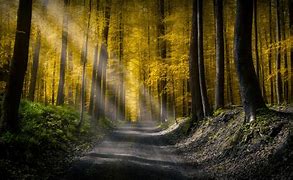 Image result for Sunbeams in Forest