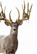 Image result for Whitetail Deer PNG