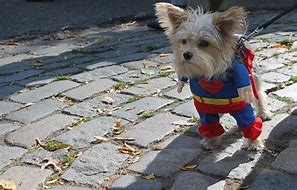 Image result for Dog Halloween Costume Ideas