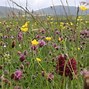 Image result for Wildflowers Down Driveway